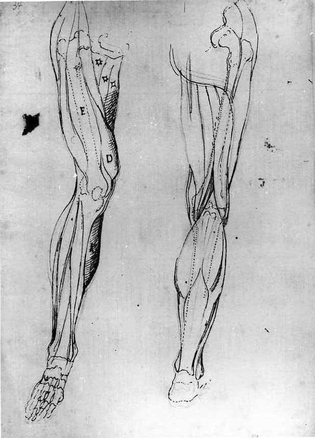 studi anatomici di gambe (disegno) di Van Wittel Gaspar (ultimo quarto sec. XVII)