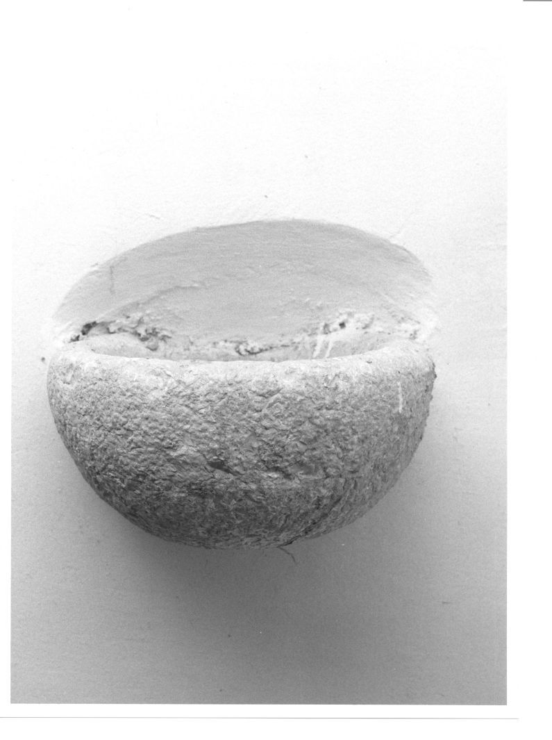 acquasantiera - bottega campana (sec. XVII)