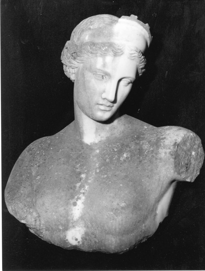 Venere (busto, opera isolata) - bottega Italia centro-meridionale (prima metà sec. XIX)