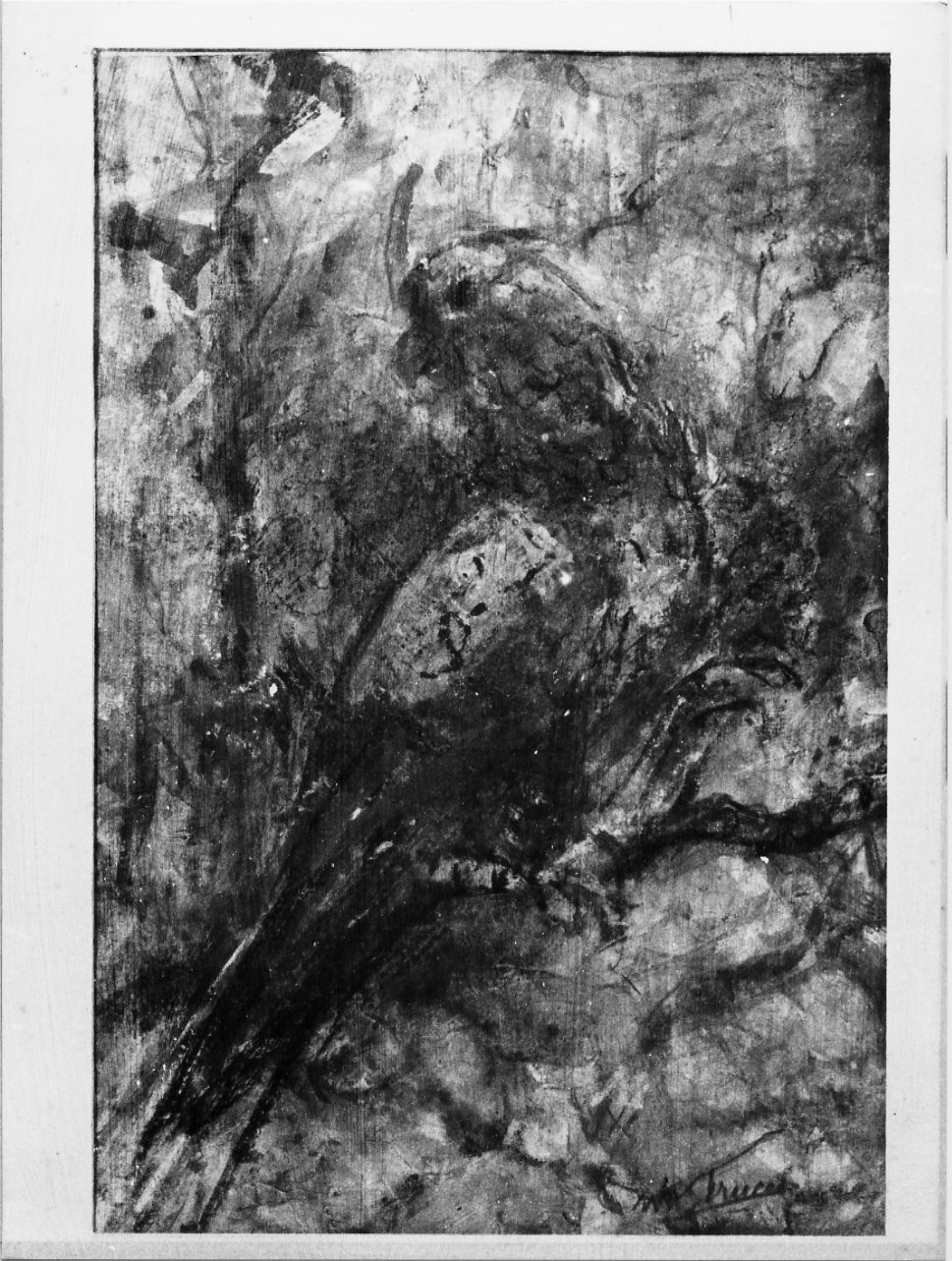 Uccello raro, animali (dipinto, opera isolata) di Trucco Manlio (metà sec. XX)