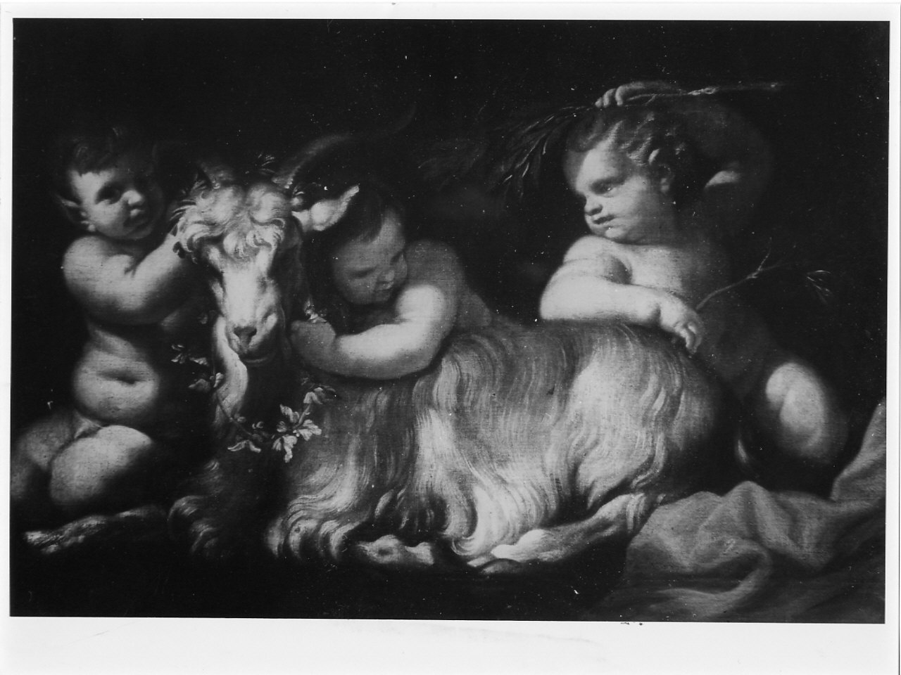 Putti con capra (dipinto, opera isolata) di Piola Domenico (metà sec. XVII)