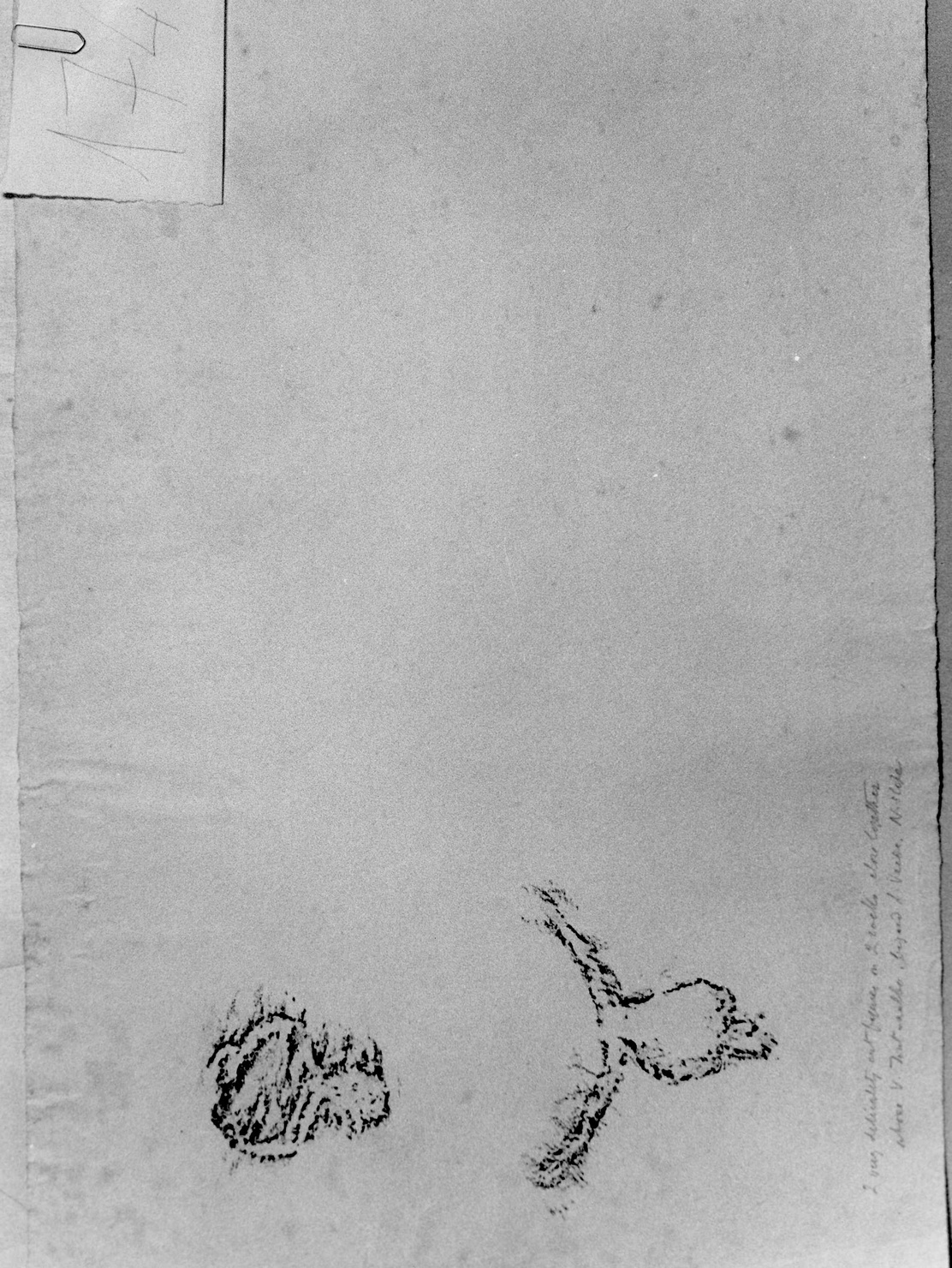 FIGURE ZOOMORFE (disegno) di Bicknell Clarence (attribuito) (sec. XX)