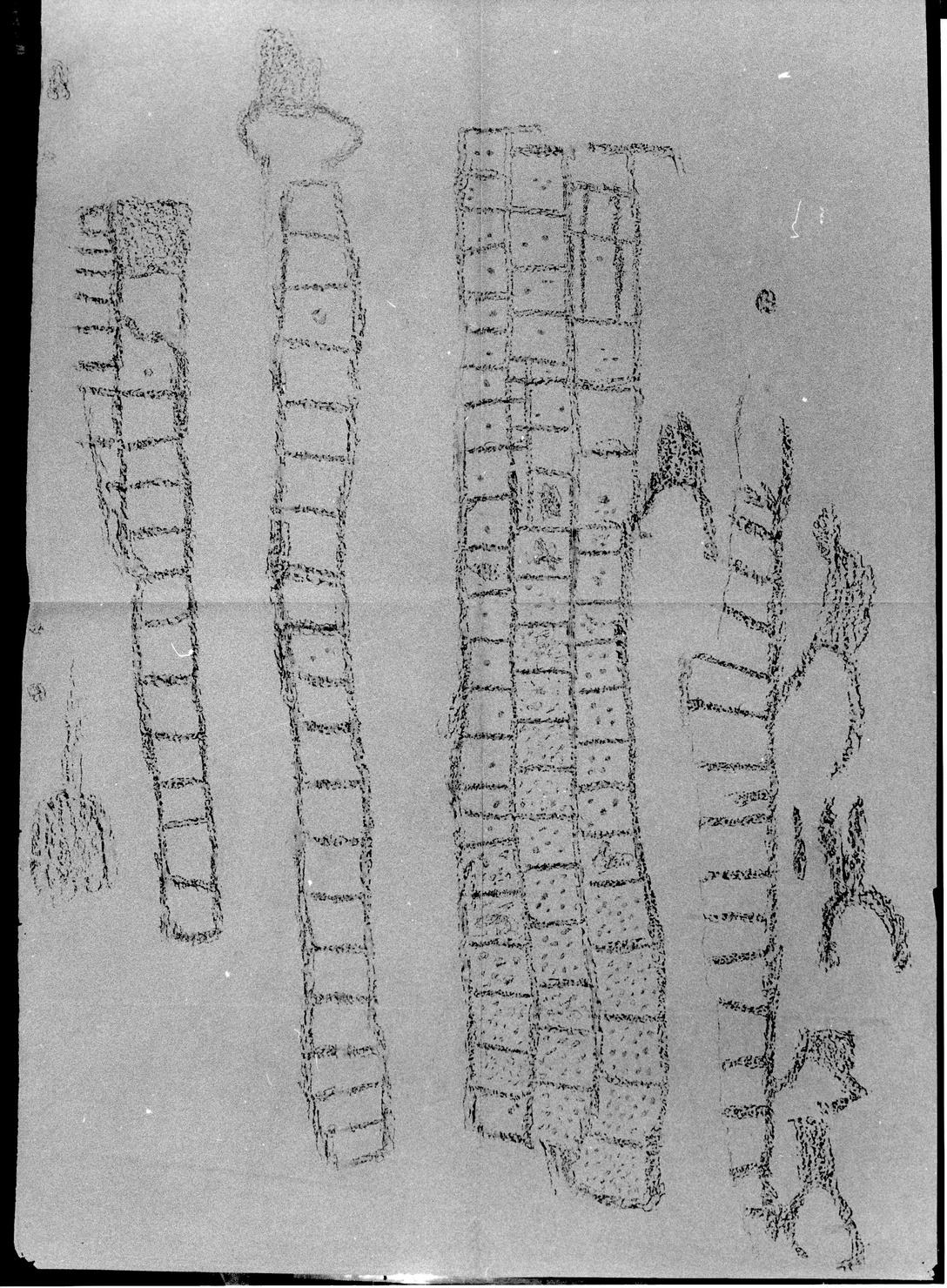 FIGURE RETICOLATE E ZOOMORFE (disegno, opera isolata) di Bicknell Clarence (attribuito) (sec. XX)
