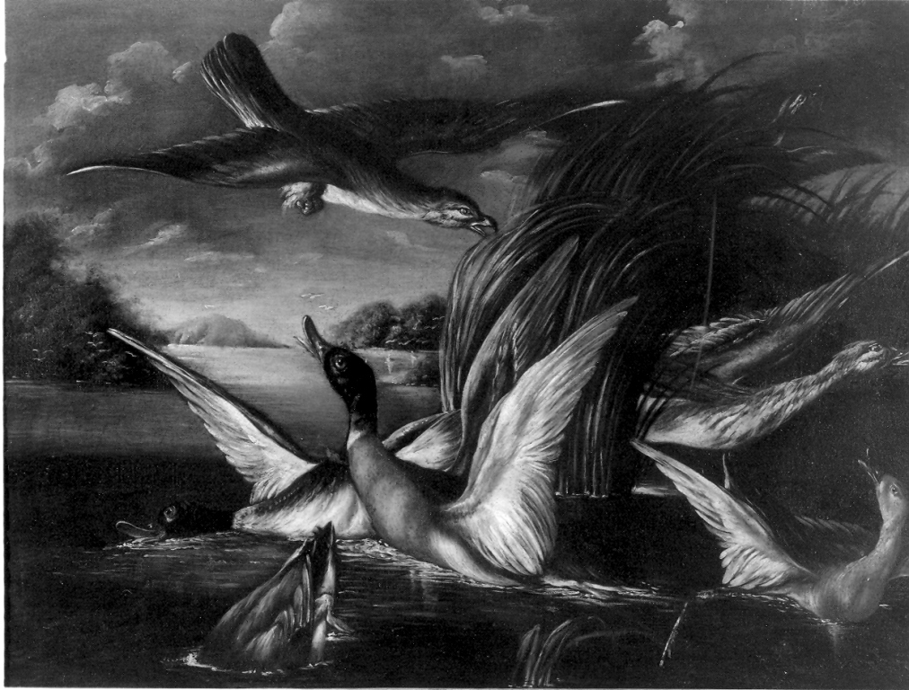 anatre attaccate da un falco (dipinto) - ambito napoletano (?) (sec. XVIII)