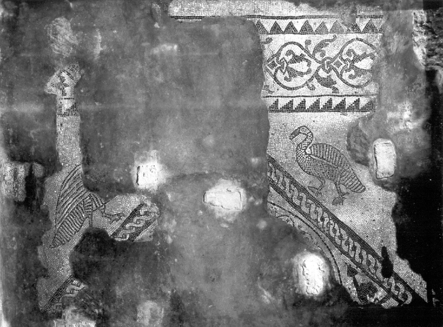 Pavoni affrontati (decorazione musiva, elemento d'insieme) - ambito lombardo (primo quarto sec. XII)