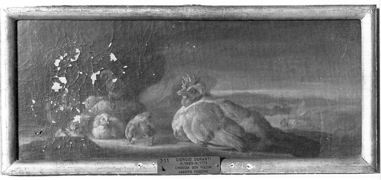 chioccia con pulcini (dipinto, opera isolata) di Duranti Giorgio (sec. XVIII)