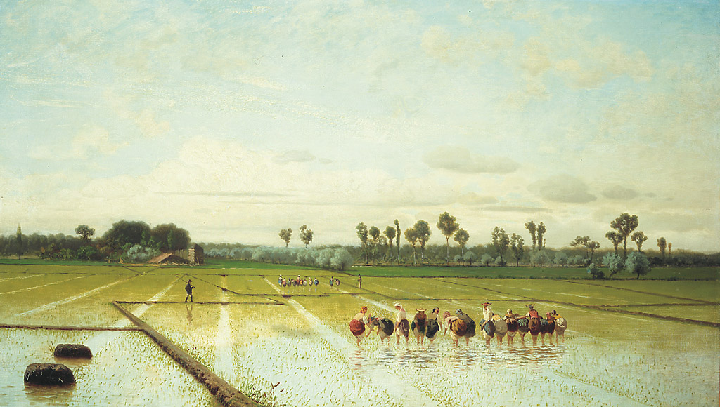 Risaja, raccolta del riso (dipinto, opera isolata) di Steffani Luigi (sec. XIX)