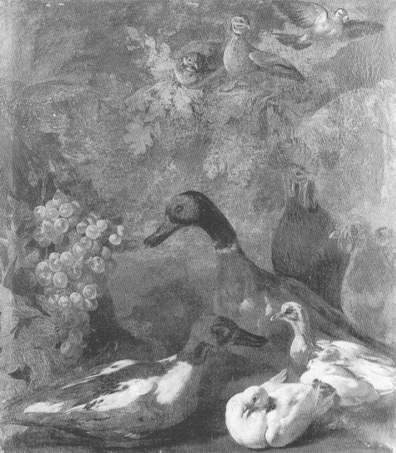 Anatre, colombe, galline e altri volatili, animali (dipinto, opera isolata) di Cassana Giovanni Agostino (ultimo quarto sec. XVII)
