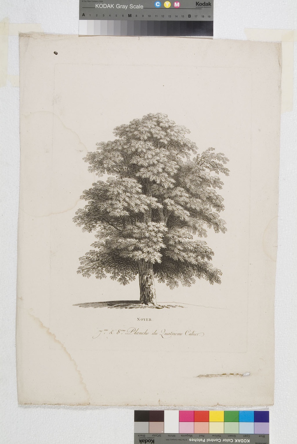 Noyer, quercia (stampa) - ambito francese (sec. XIX)
