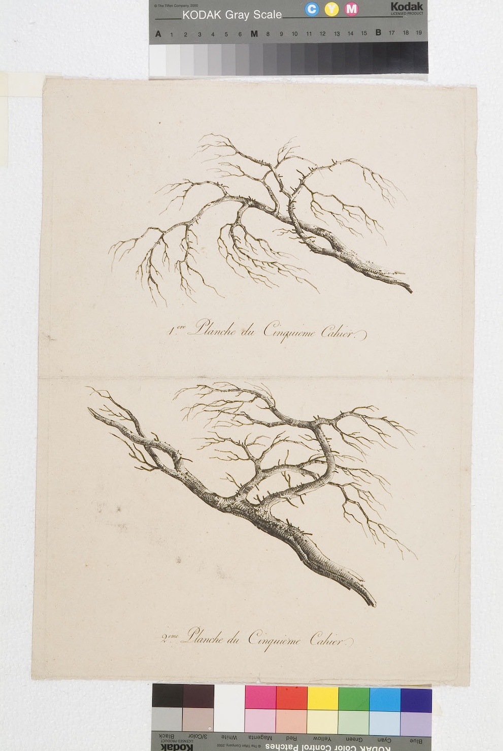 rami d'albero (stampa smarginata) - ambito francese (sec. XIX)