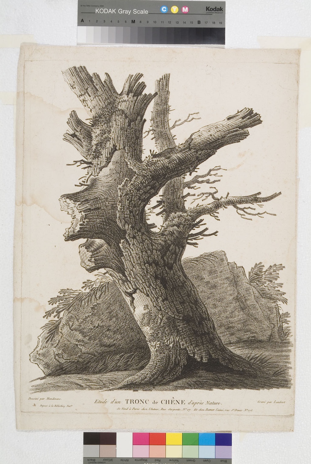 Tronc de Chene, tronco d'albero (stampa smarginata) di Mandevare N. Al. Michel, Lambert II (sec. XIX)