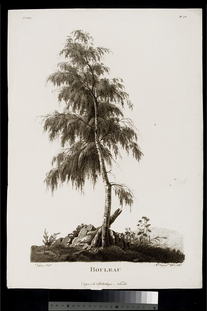 Bouleau, albero (stampa) di Defiennes, Lingée Thérèse Eléonore, Lefèvre Philippe (seconda metà sec. XVIII)