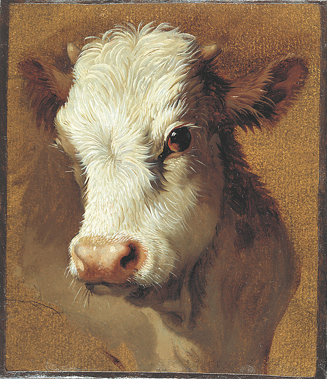 Testa di vitello, testa di vitello (dipinto, serie) di Londonio Francesco (sec. XVIII)