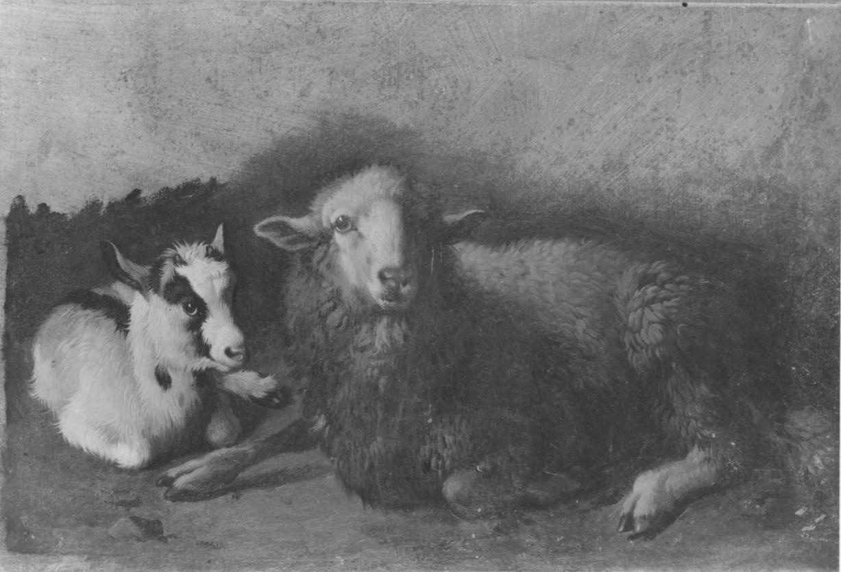 Pecora e capretto, pecora e capretto (dipinto, serie) di Londonio Francesco (sec. XVIII)