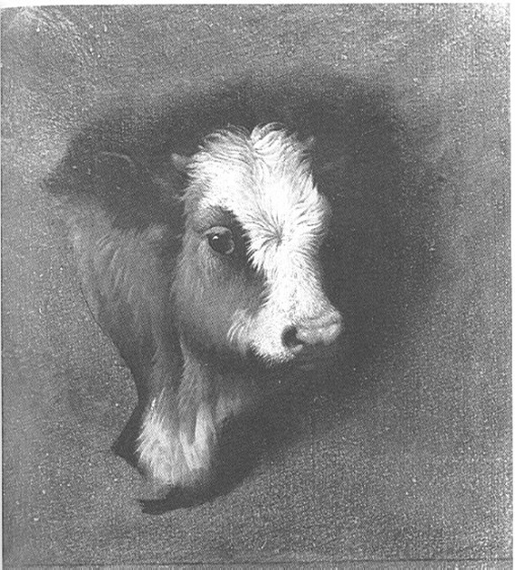 Testa di vitellino, testa di vitellino (dipinto, opera isolata) di Londonio Francesco (sec. XVIII)