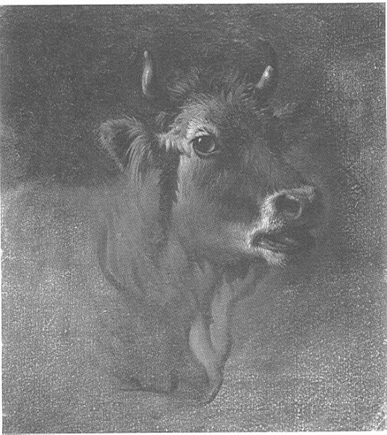 Testa di vitello, testa di vitello (dipinto, opera isolata) di Londonio Francesco (sec. XVIII)