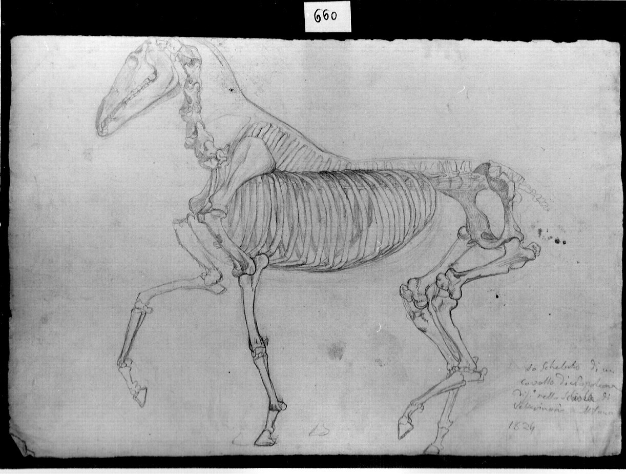 scheletro di cavallo (disegno, opera isolata) di Ligari Angelo (sec. XIX)