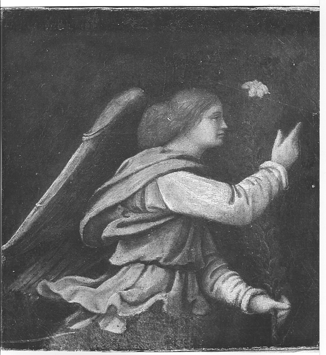 angelo annunciante (dipinto) di Luini Bernardino (attribuito) (sec. XVI)