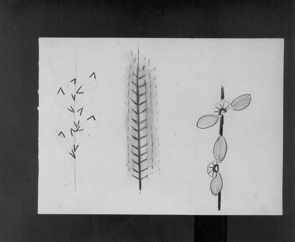 Studi di elementi vegetali (disegno) di Cassolo Bracchi Regina (attribuito) (sec. XX)