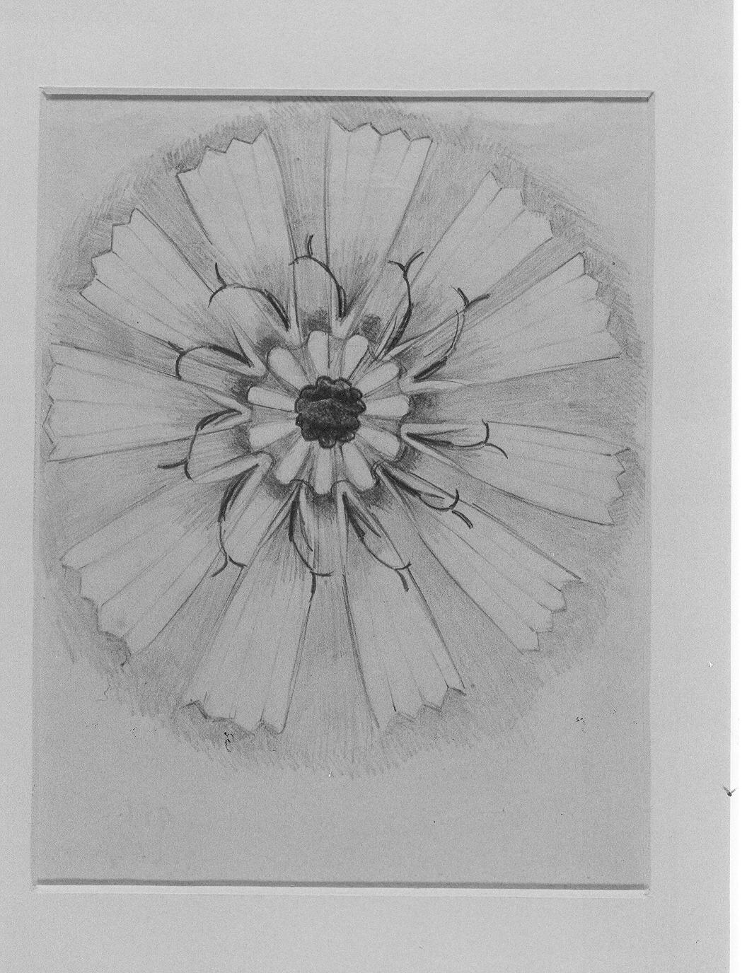 Disegno di fiore (disegno) di Cassolo Bracchi Regina (attribuito) (sec. XX)