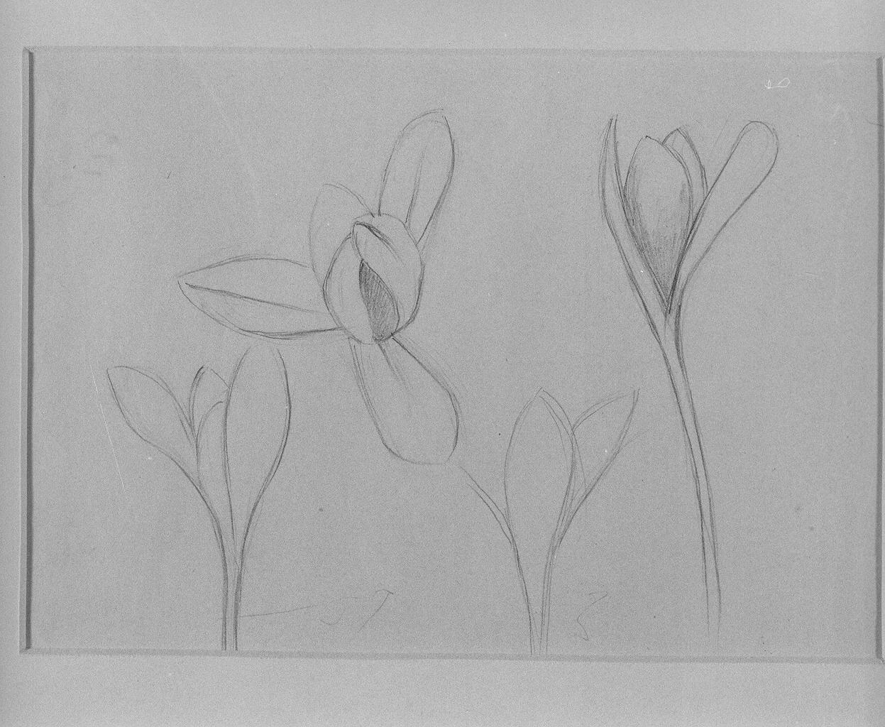 Studi di fiore (disegno) di Cassolo Bracchi Regina (attribuito) (sec. XX)