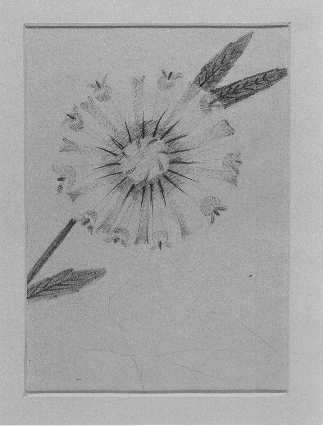Studio di fiore (disegno) di Cassolo Bracchi Regina (attribuito) (sec. XX)