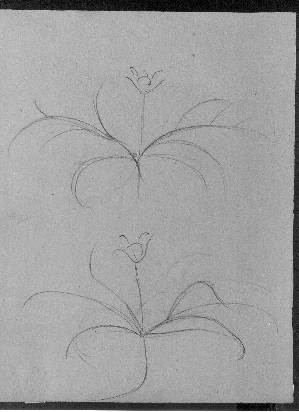 Due studi di fiori (disegno) di Cassolo Bracchi Regina (attribuito) (sec. XX)