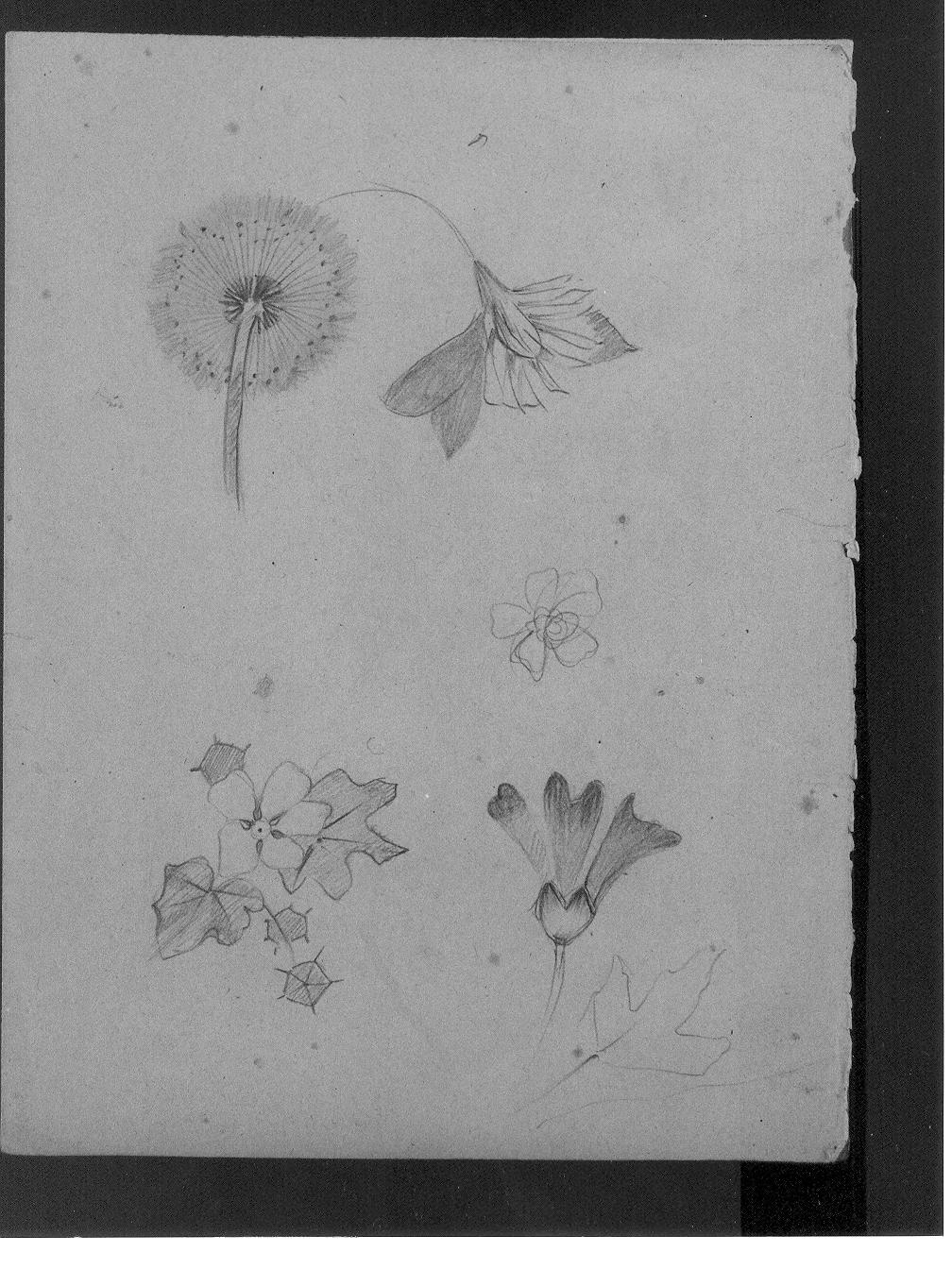 Vari studi di fiori (disegno) di Cassolo Bracchi Regina (attribuito) (sec. XX)