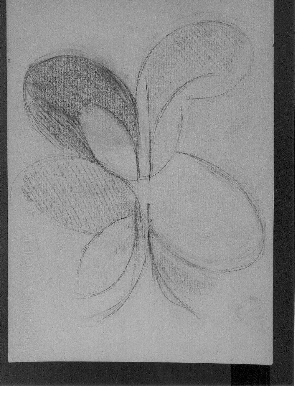 Studio di fiore (?) (disegno) di Cassolo Bracchi Regina (attribuito) (sec. XX)