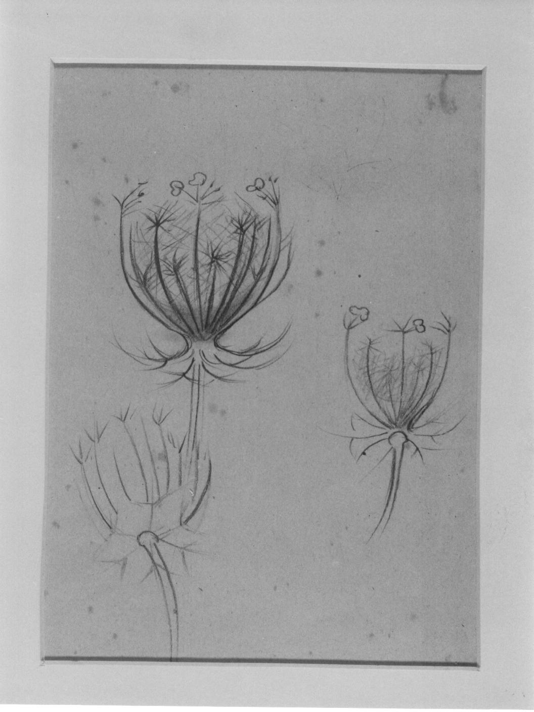 Studi di fiori (disegno) di Cassolo Bracchi Regina (attribuito) (sec. XX)