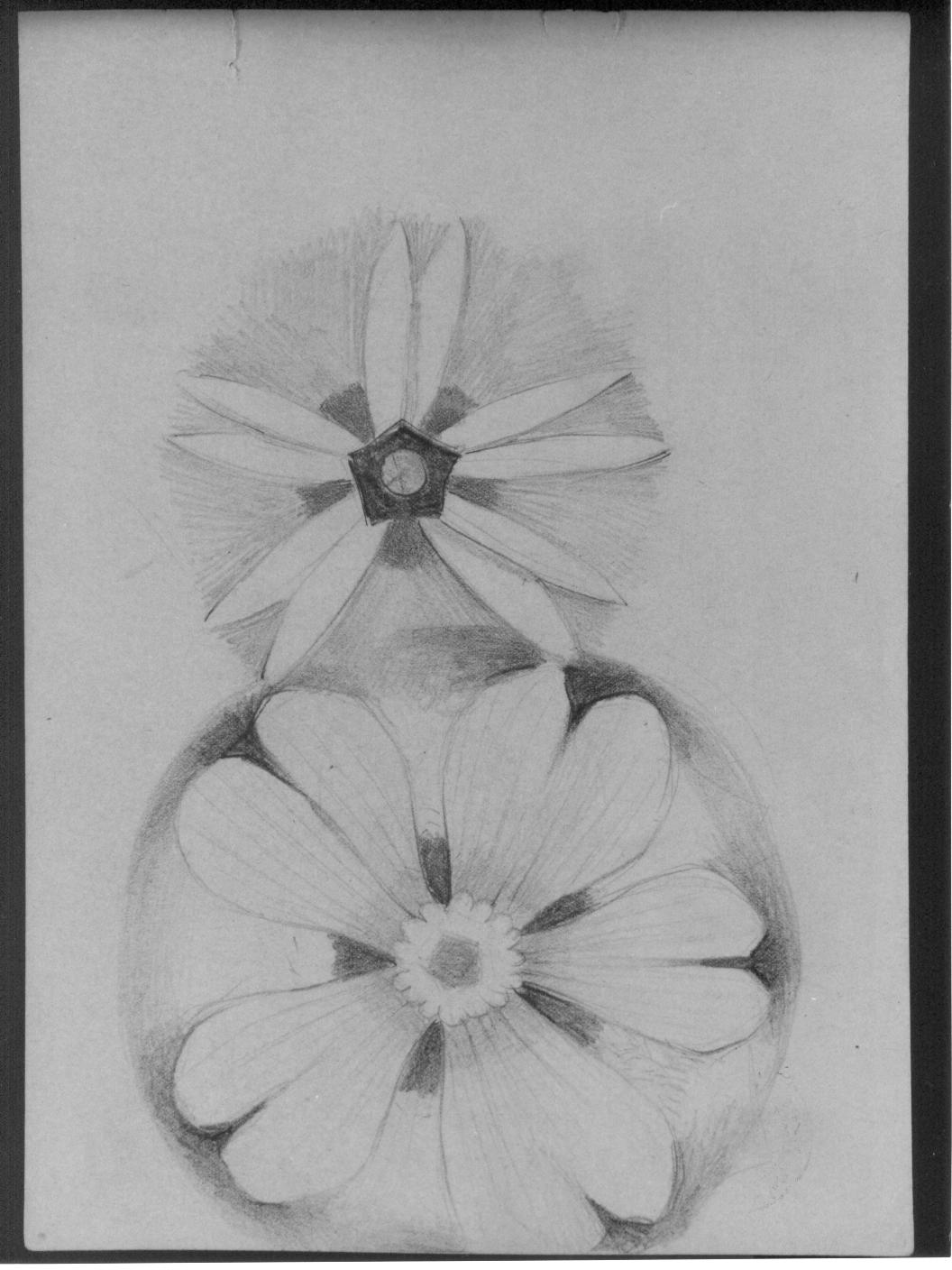 Studi di fiore (disegno) di Cassolo Bracchi Regina (attribuito) (sec. XX)