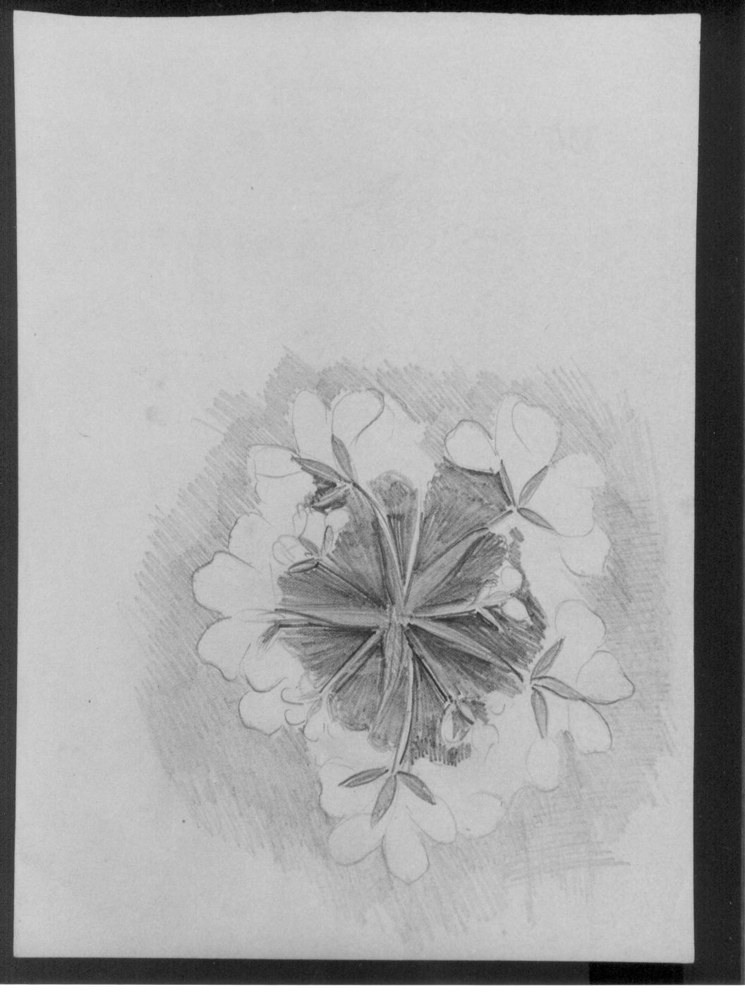 Studio di fiore (disegno) di Cassolo Bracchi Regina (attribuito) (sec. XX)