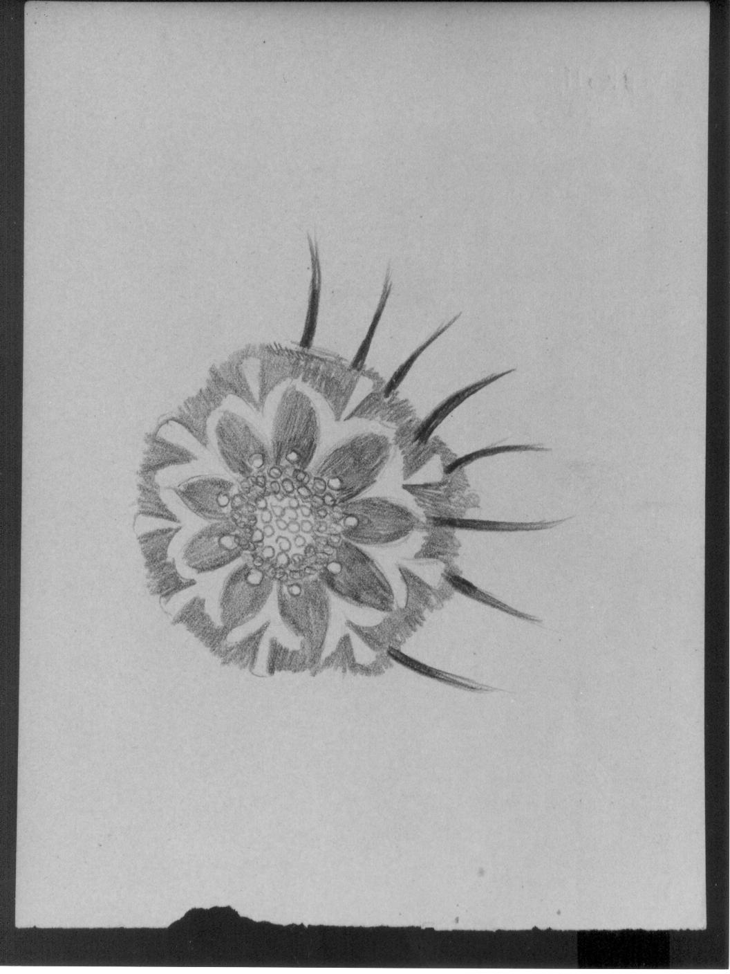 Studio di un fiore (disegno) di Cassolo Bracchi Regina (attribuito) (sec. XX)