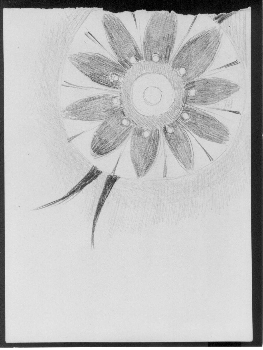 Studio di fiore (disegno) di Cassolo Bracchi Regina (attribuito) (sec. XX)