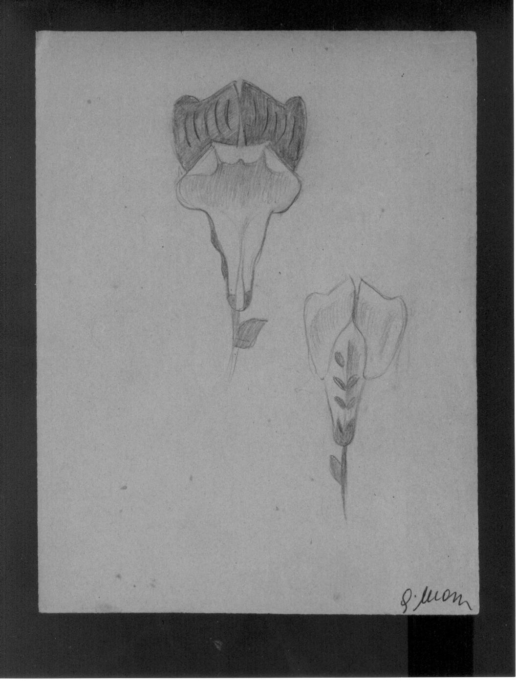 Studi di fiore (disegno) di Cassolo Bracchi Regina (attribuito) (sec. XX)