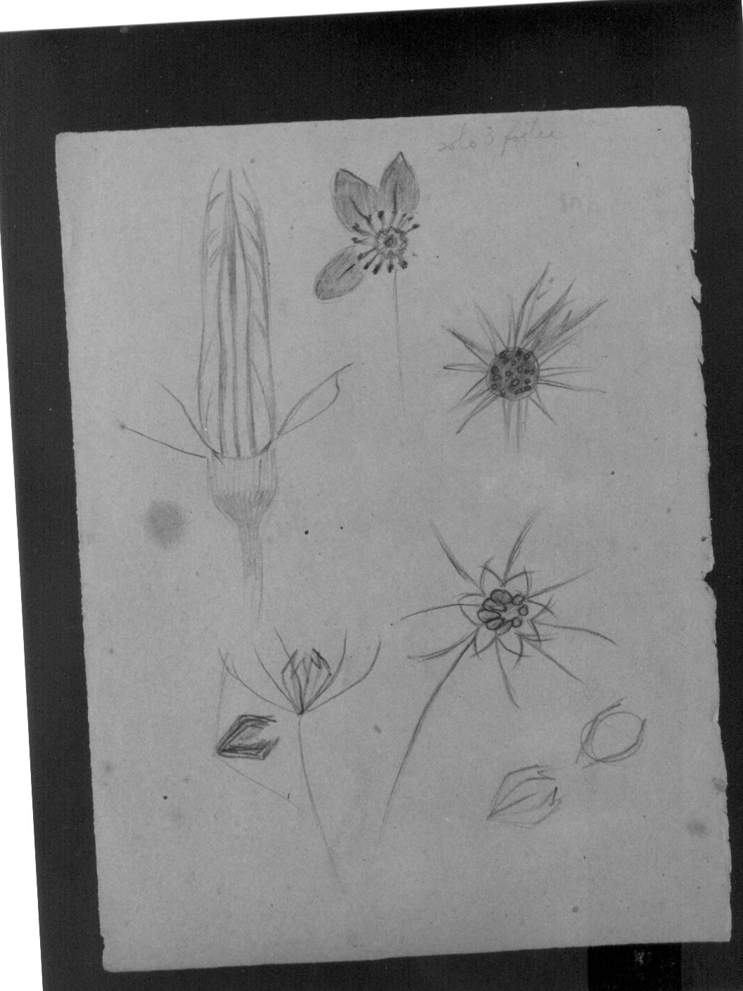 Studi di fiori (disegno) di Cassolo Bracchi Regina (attribuito) (sec. XX)