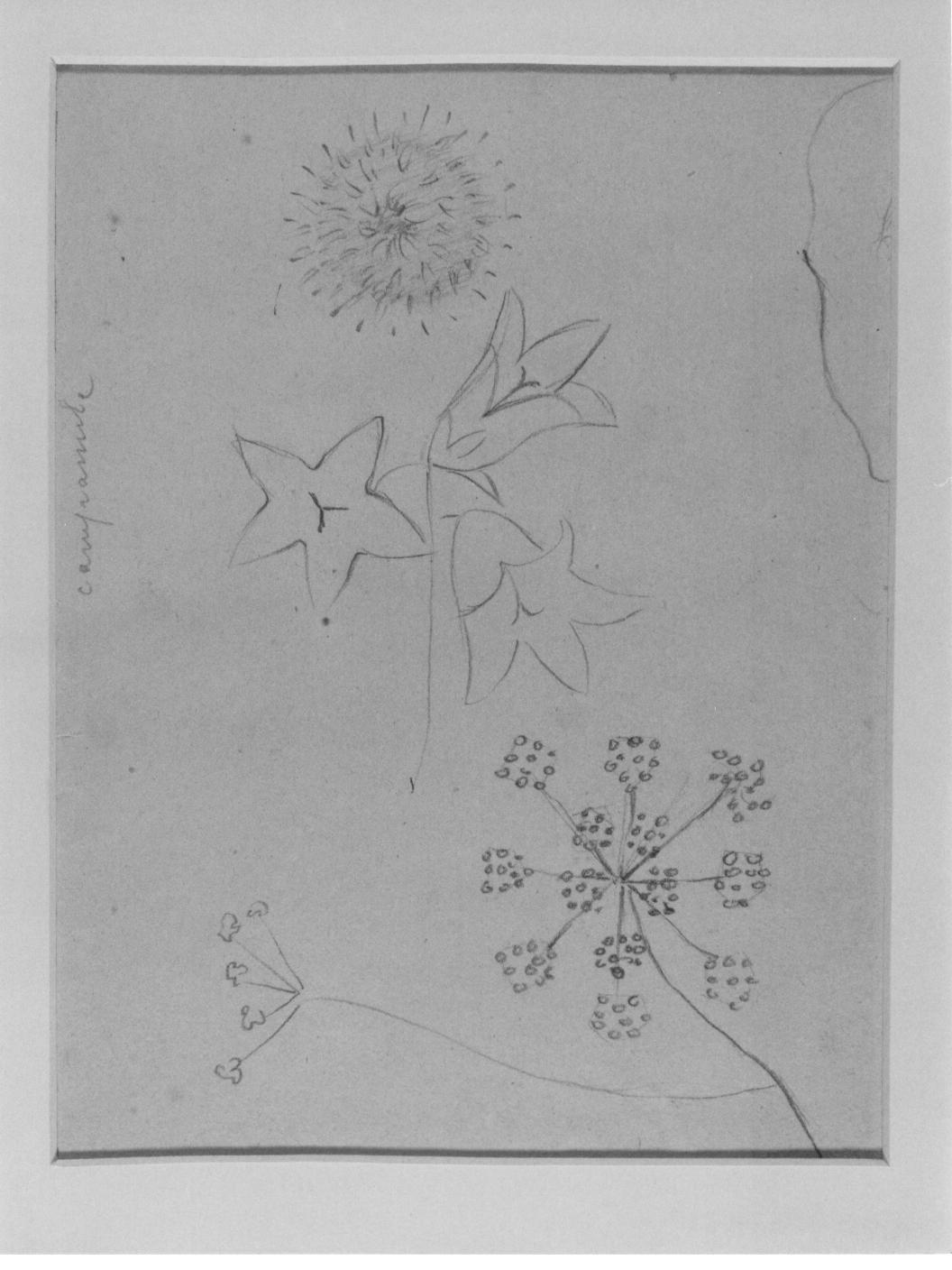 Studi di fiori (disegno) di Cassolo Bracchi Regina (attribuito) (sec. XX)