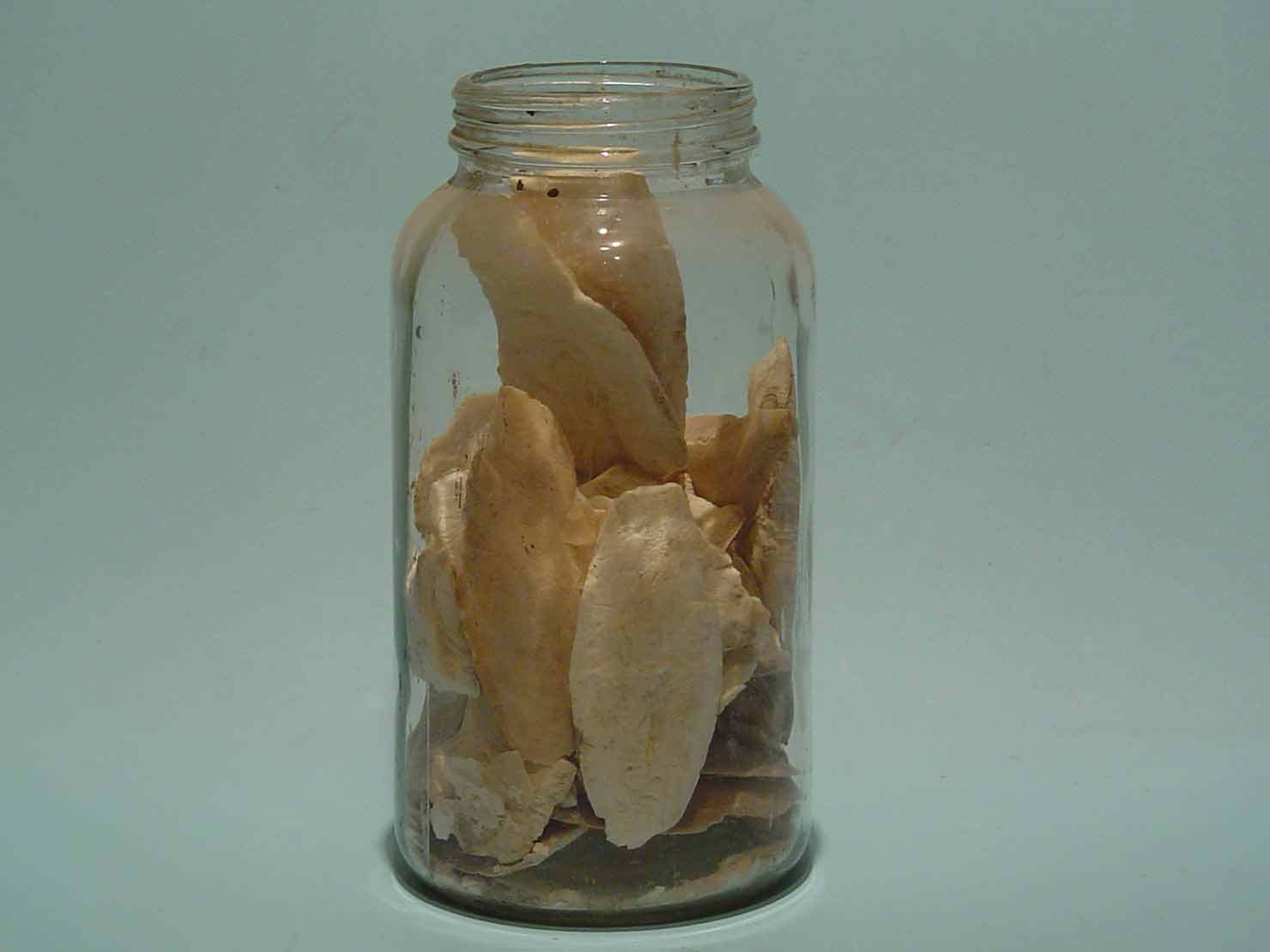 osso di seppia - produzione marchigiana (sec. XX inizio)