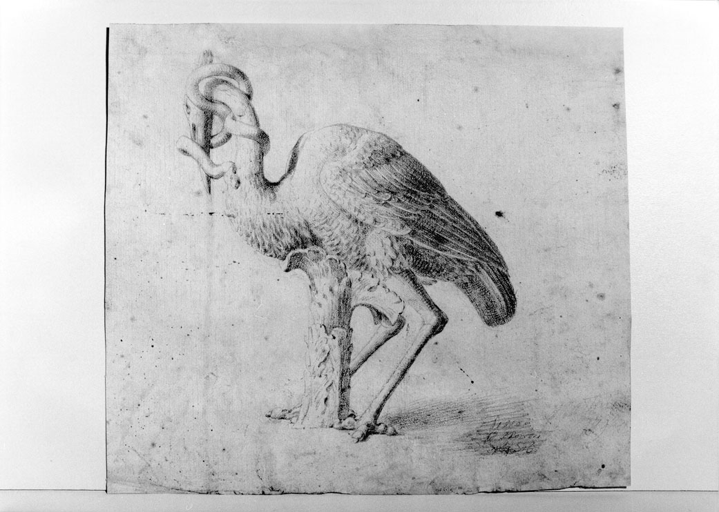 uccello con serpe (disegno) di Mastini V (sec. XVIII)