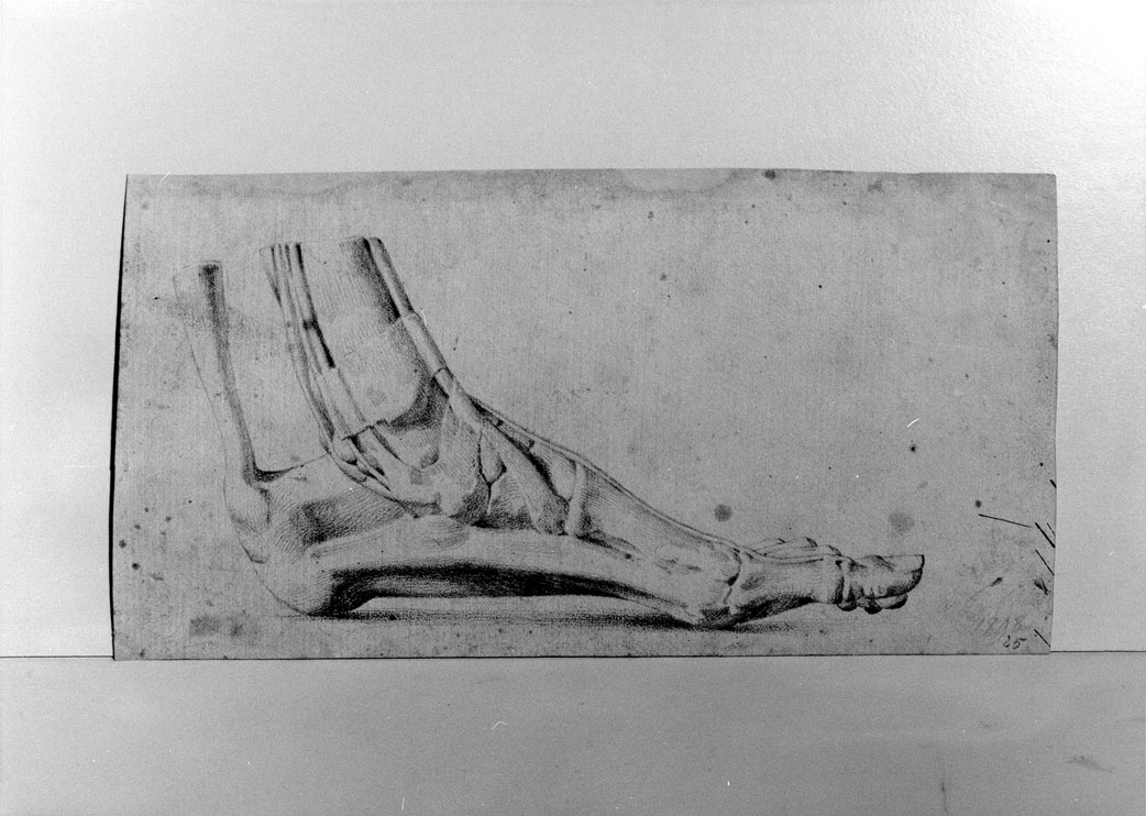 studio di piede (disegno) di Mastini V (sec. XVIII)