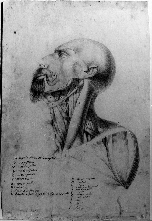 studio anatomico (disegno) - ambito marchigiano (prima metà sec. XIX)