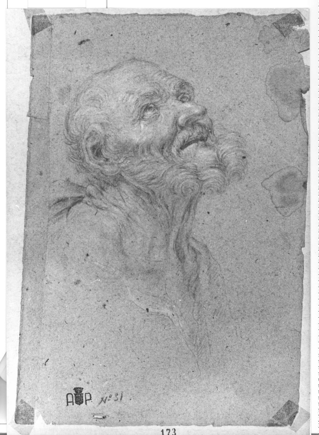 studio per testa di vecchio (disegno) di Monti Nicola Antonio (sec. XVIII)