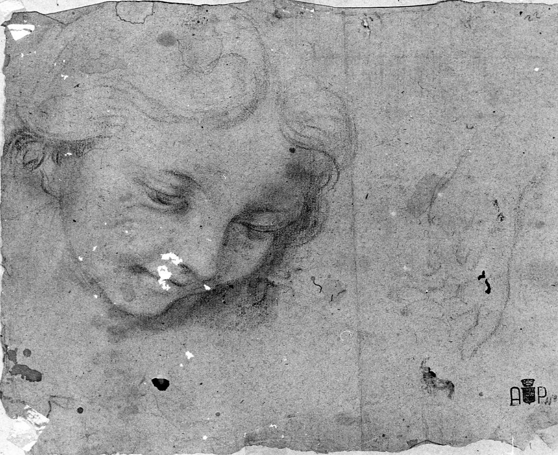 testa di angelo; studi per due putti (disegno) di Palucci Carlo (secc. XVII/ XVIII)