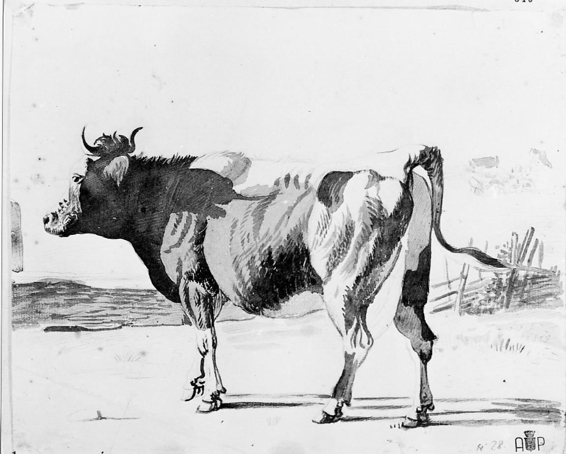 mucca (disegno) - ambito francese (sec. XIX)