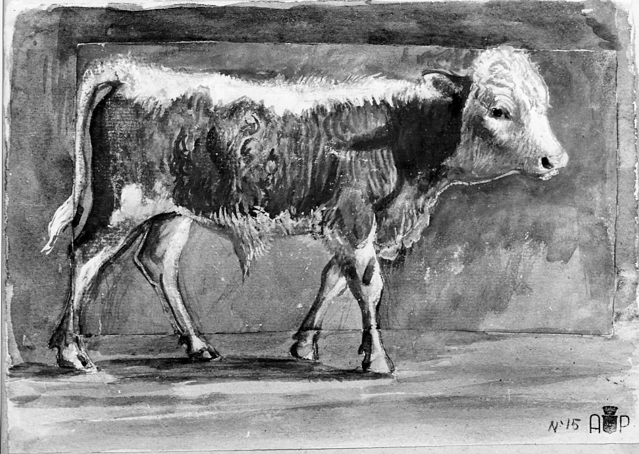 vitello (disegno) - ambito francese (sec. XIX)