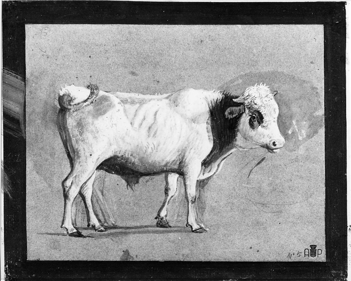 toro (disegno) - ambito francese (sec. XIX)
