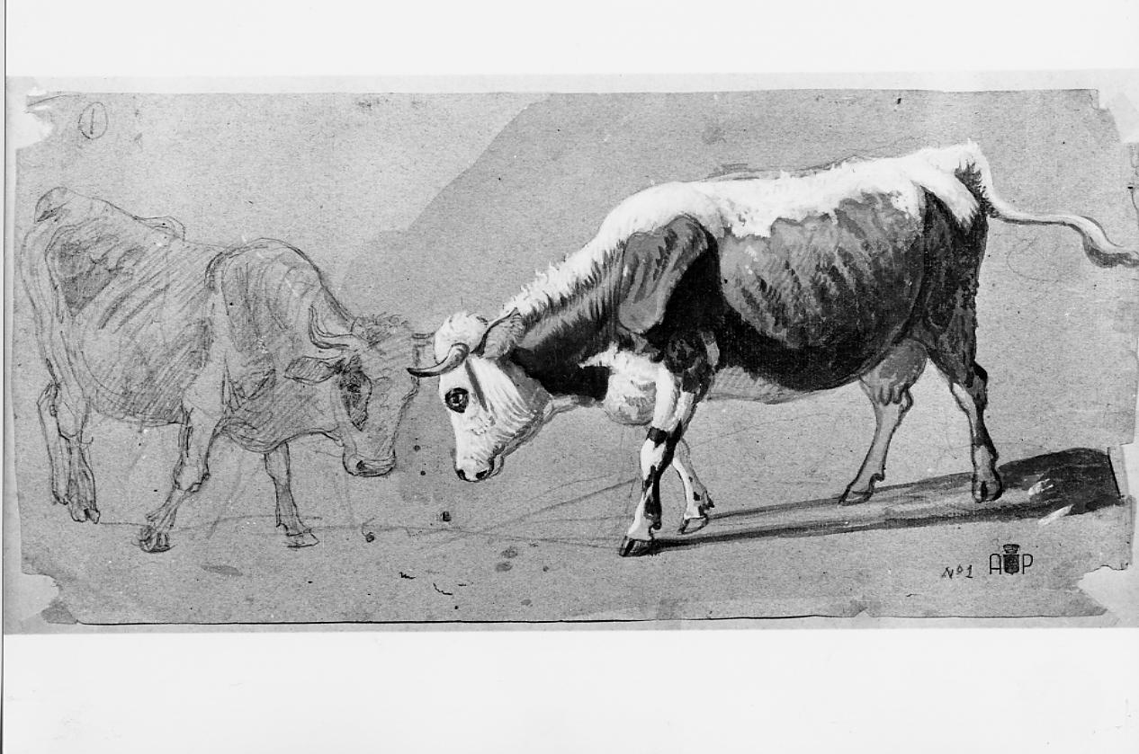 mucche (disegno) - ambito francese (sec. XIX)