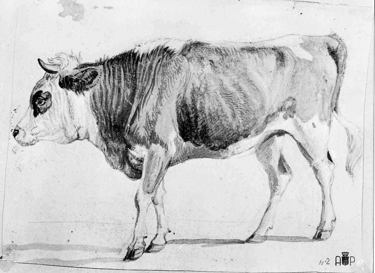 mucca (disegno) - ambito francese (sec. XIX)