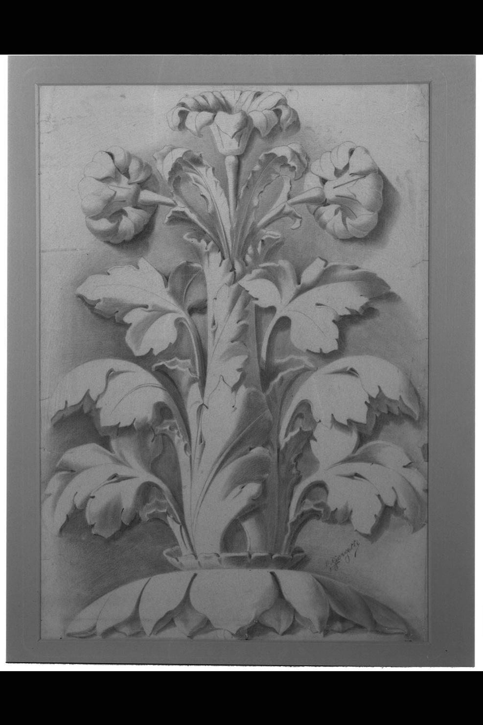motivo decorativo vegetale (disegno) di Giorgetti Guelfo (sec. XX)