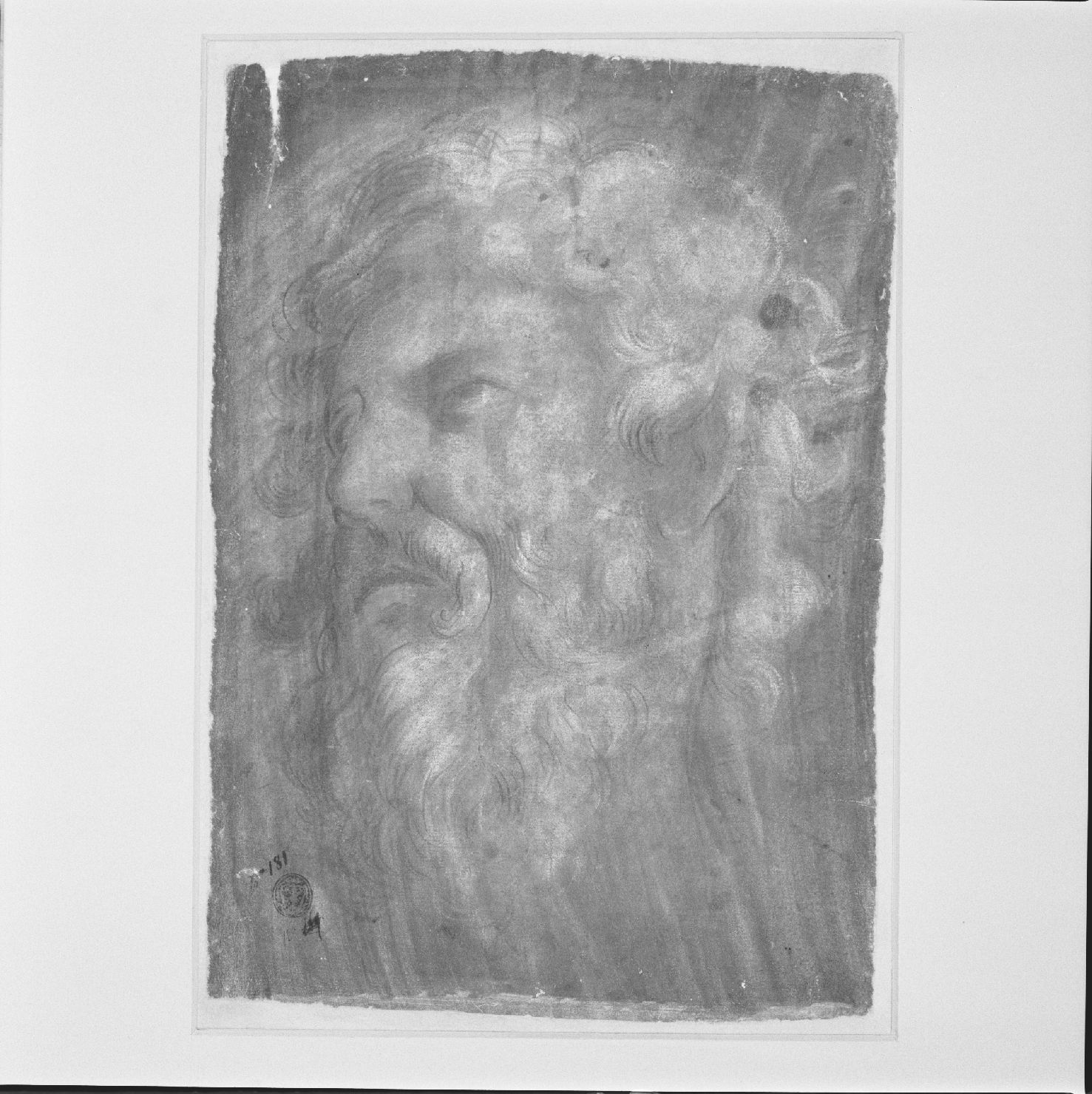 testa d'uomo con barba (disegno) - ambito marchigiano (sec. XVII)